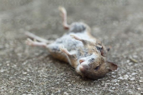Dead wood mouse (Apodemus sylvaticus), Upper Bavaria, Germany