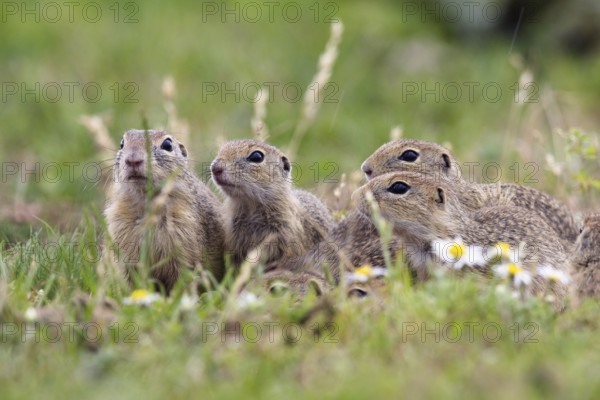 Squirrel family (Spermophilus citellus), group, eastern Slovakia