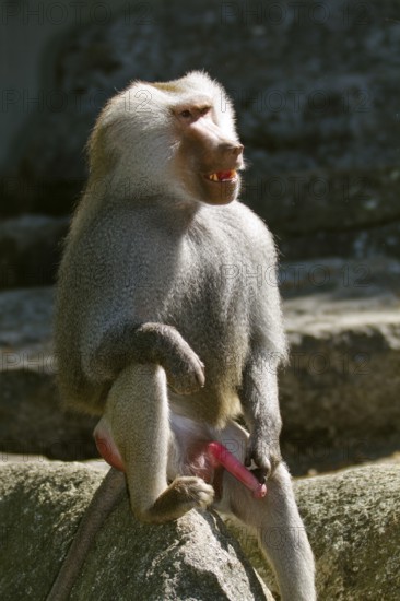 Mantled baboon (Papio hamadryas), male, zoo, Ethiopia