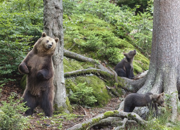 Brown bear (Ursus arctos), bear with cubs, mother, female, Bavarian Forest National Park, Lower Bavaria, Germany, Europe, captive