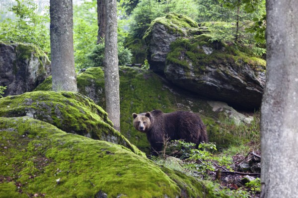 Brown bear (Ursus arctos), in the landscape, Bavarian Forest National Park, Bavaria, Germany, captive