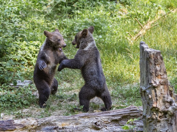 Young brown bears (Ursus arctos), playing, Bavarian Forest National Park, Lower Bavaria, Germany, Europe, captive