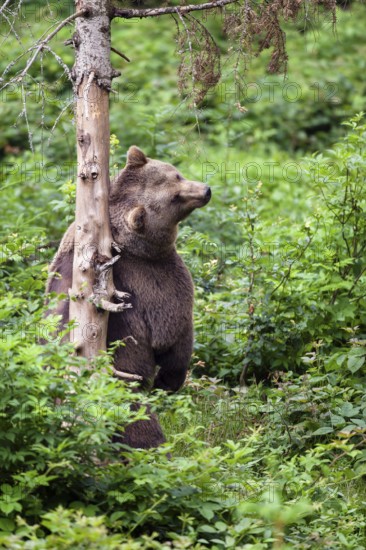Brown bear (Ursus arctos), scratching her back on a tree, bear, female, Bavarian Forest National Park, captive
