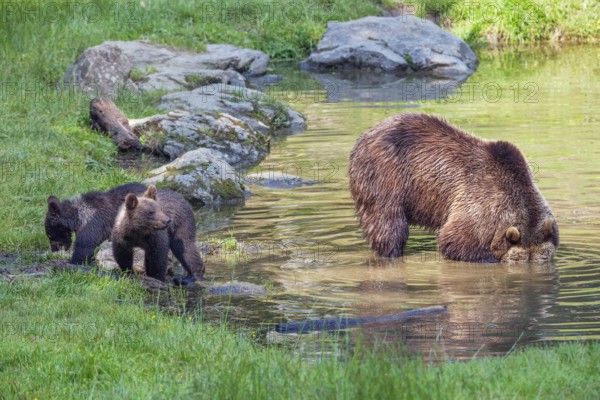 Brown bears (Ursus arctos), female bear with cubs, Bavarian Forest National Park, Lower Bavaria, Germany, Europe, captive