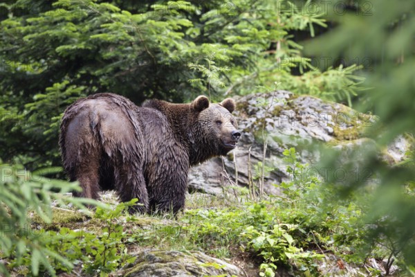 Braunbär (Ursus arctos), Männchen, Bavarian Forest National Park / Brown Bear (Ursus arctos), Bavarian Forest National Park, Bavaria, Germany, Europe, captive