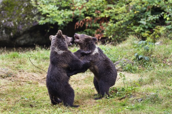 Young brown bears playing (Ursus arctos), Bavarian Forest National Park, Lower Bavaria, Germany, Europe, captive
