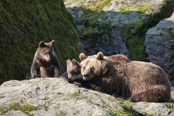 Brown bear (Ursus arctos), bear with cubs, mother, female, Bavarian Forest National Park, Lower Bavaria, Germany