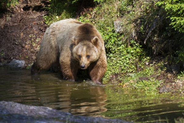 Brown bear (Ursus arctos), female bear, Bavarian Forest National Park