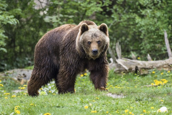 Brown bears, Ursus arctos, Europe, zoo, captive