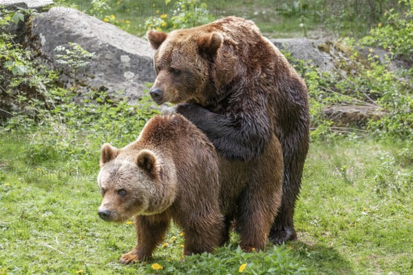 Brown bears (Ursus arctos), mating, Europe, zoo, captive