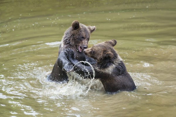Young brown bears (Ursus arctos) playing in the water, Bavarian Forest National Park, Lower Bavaria, Germany, Europe, captive