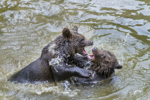 Young brown bears (Ursus arctos), playing in the water, Bavarian Forest National Park, Lower Bavaria, Germany, Europe, captive