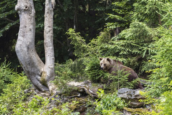 Braunbär (Ursus arctos), Bayerischer Wald National Park, Bavaria, Germany, captive / Brown Bear (Ursus arctos), Bavarian Forest National Park, Bavaria, Europe, captive