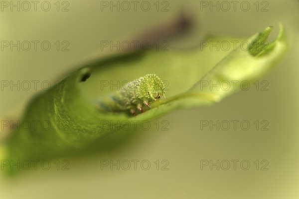 Caterpillar of the death's-head hawkmoth (Acherontia atropos) in the L2 stage feeding on a privet leaf, one of the main food plants of this species, Valais, Switzerland