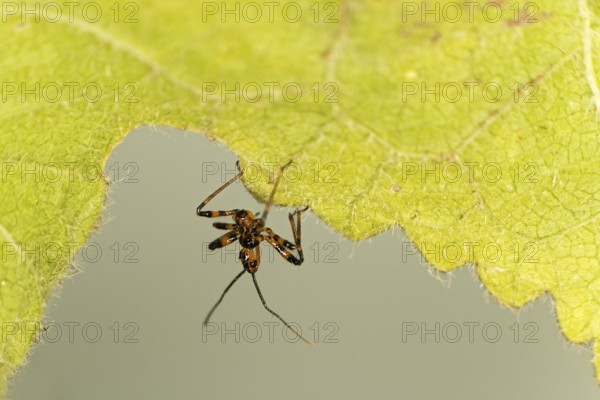A few days old nymph of a predatory bug (probably Rhynocoris cf. cuspidatus), family Reduviidae, Valais, Switzerland