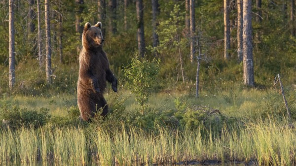 An upright brown bear (Ursus arctos) in a dense forest, surrounded by green vegetation in the evening light, Karelia, Lapland, Finland