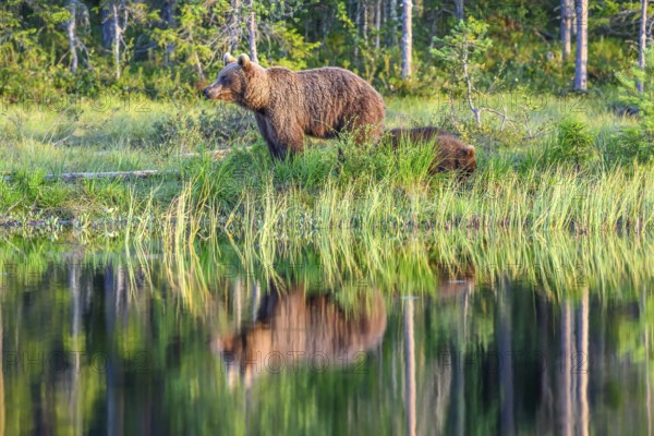 A brown bear (Ursus arctos) stands on the shore of a quiet forest lake, reflected in the clear water, surrounded by dense green trees, Karelia, Lapland, Finland