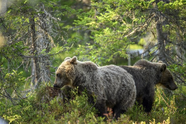 Two brown bears (Ursus arctos) explore the lush green undergrowth together, Karelia, Lapland, Finland