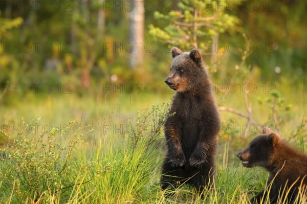 Two young brown bears (Ursus arctos) standing in a meadow in the forest under a warm sunlight, Karelia, Lapland, Finland