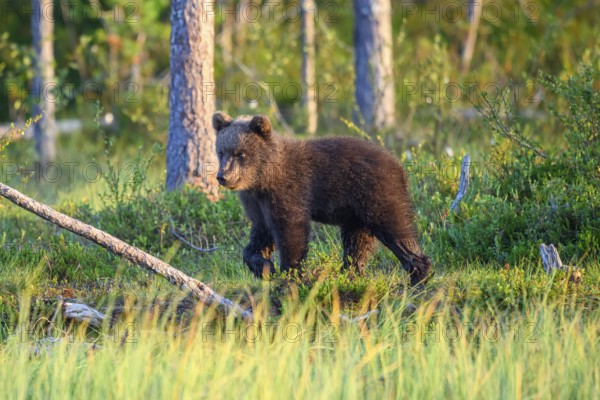 Young brown bear (Ursus arctos) walking in a forest clearing, Karelia, Lapland, Finland
