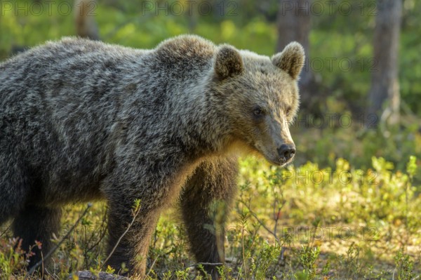 Close-up of a brown bear (Ursus arctos) with detailed fur in the forest, Karelia, Lapland, Finland