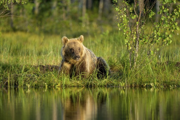 Brown bear (Ursus arctos) sitting relaxed on a grassy lakeshore in the evening light, Karelia, Lapland, Finland