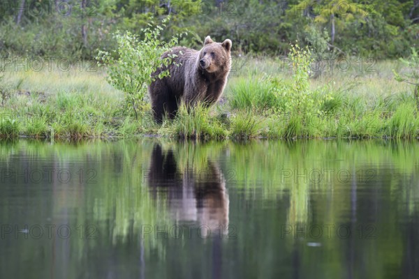 Brown bear (Ursus arctos) on the lakeshore with its reflection in the calm water, Karelia, Lapland, Finland