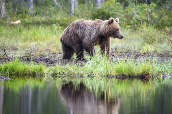 Brown bear (Ursus arctos) standing on a quiet lakeshore in the forest, Karelia, Lapland, Finland