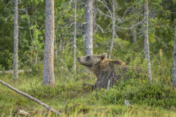A brown bear (Ursus arctos) lies relaxed in the dense forest and looks around curiously, Karelia, Lapland, Finland