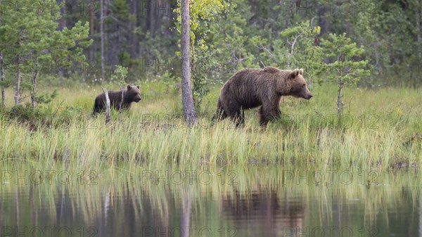 A brown bear (Ursus arctos) with cub walking on the shore of a pond in the forest, Karelia, Lapland, Finland