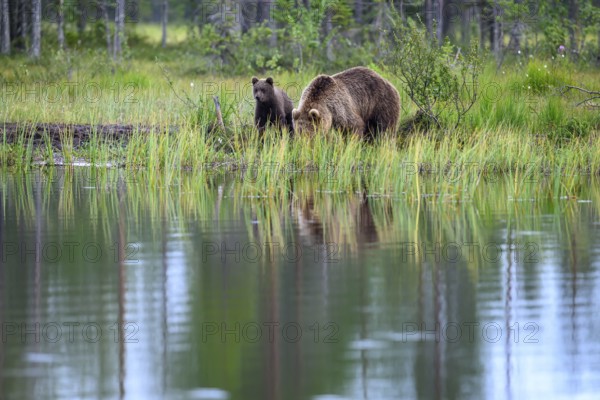 A brown bear (Ursus arctos) and its cub on the shore of a pond, surrounded by reeds, Karelia, Lapland, Finland