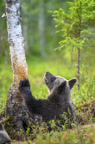 A curious brown bear cub (Ursus arctos) looking at a tree in the green forest, Karelia, Lapland, Finland