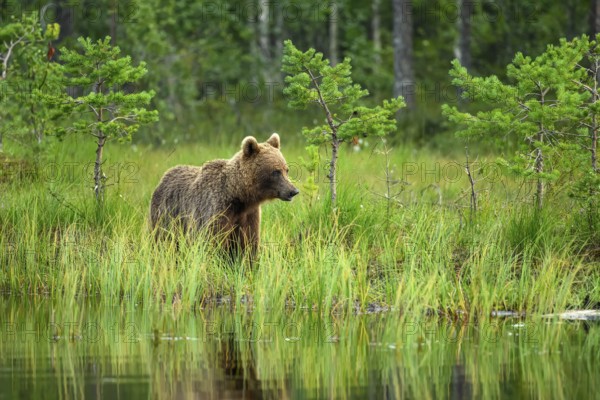 A brown bear (Ursus arctos) stands in the green forest by the water, surrounded by grass and trees, Karelia, Lapland, Finland