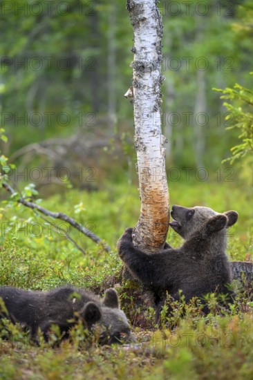 A bear cub (Ursus arctos) curiously examines a tree while another lies next to it, Karelia, Lapland, Finland