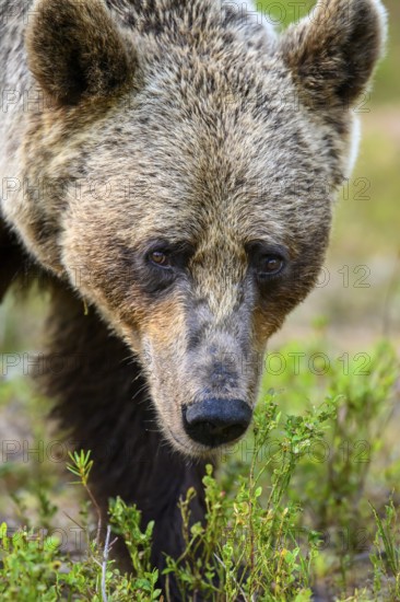 Close-up of a brown bear (Ursus arctos) in nature, surrounded by grasses, Karelia, Lapland, Finland