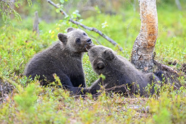 Two playing bear cubs (Ursus arctos) interacting happily in the green forest, Karelia, Lapland, Finland