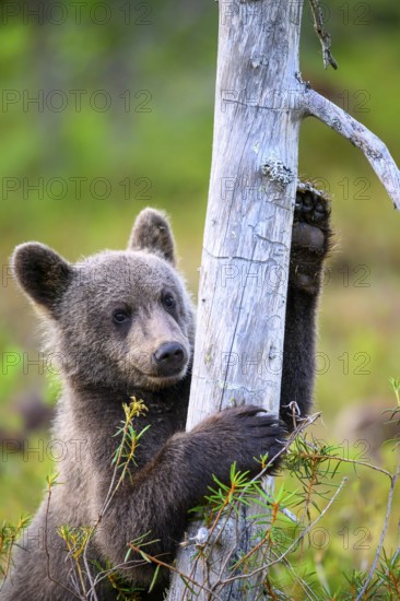 A bear cub (Ursus arctos) curiously clutches a tree trunk in the forest, Karelia, Lapland, Finland