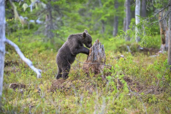 A bear cub brown bear (Ursus arctos) exploring a tree stump in the forest, Karelia, Lapland, Finland