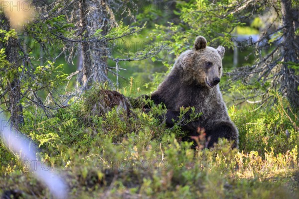 An adult bear Brown bear (Ursus arctos) resting in wooded terrain, Karelia, Lapland, Finland
