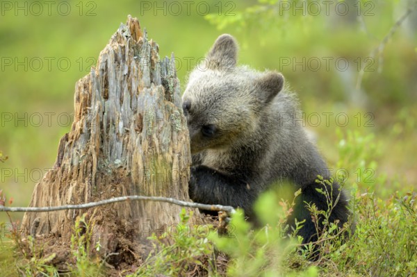 A young bear cub Brown bear (Ursus arctos) curiously exploring a tree stump in the forest, Karelia, Lapland, Finland