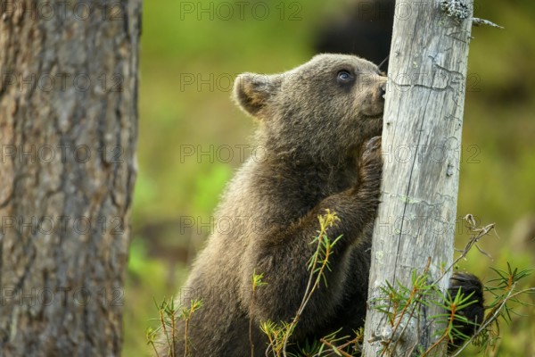 A bear cub brown bear (Ursus arctos) leans curiously against a tree in the forest, Karelia, Lapland, Finland