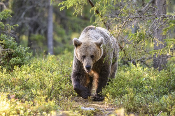 A mighty brown bear (Ursus arctos) moves through a sun-drenched forest, Karelia, Lapland, Finland
