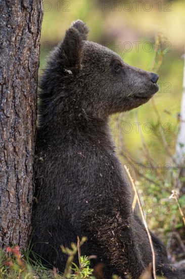 Bear cub Brown bear (Ursus (genus) arctos) Cub sitting relaxed leaning against a tree in the forest, Karelia, Lapland, Finland