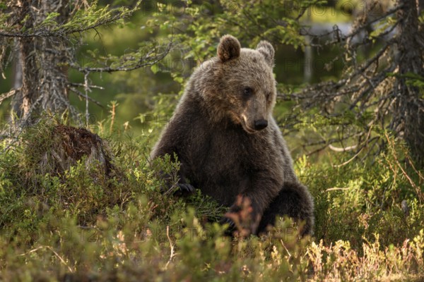 Brown bear (Ursus arctos) sitting peacefully in the forest in warm light, surrounded by vegetation, Karelia, Lapland, Finland