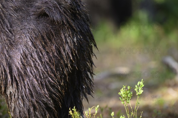 Close-up of a dark, wet bear fur texture Brown bear (Ursus arctos) next to green vegetation, Karelia, Lapland, Finland
