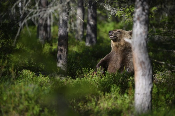 Brown bear (Ursus arctos) at the edge of the forest between trees, Karelia, Lapland, Finland