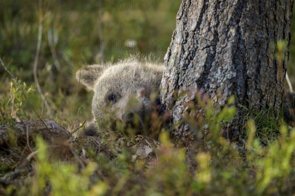 A brown bear cub (Ursus arctos) hiding behind a tree, Karelia, Lapland, Finland