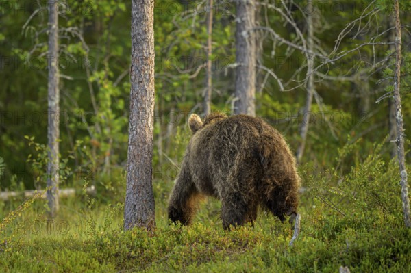 A brown bear (Ursus arctos) moves away in the dense, green forest behind tree trunks, Karelia, Lapland, Finland