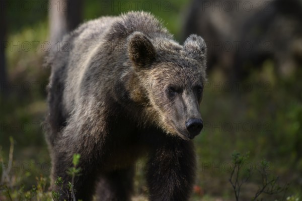 A brown bear (Ursus arctos) in the shadow of the forest, Karelia, Lapland, Finland