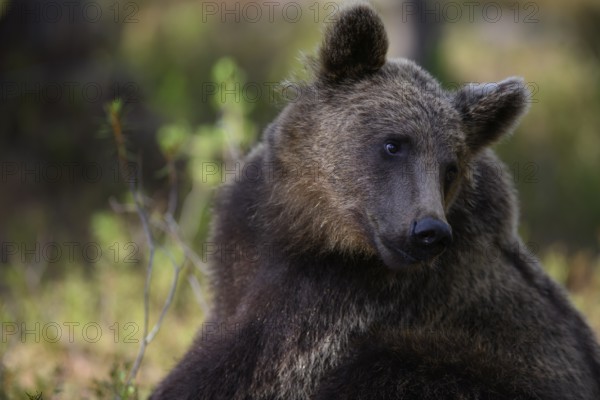 Brown bear (Ursus arctos) sitting thoughtfully in the forest, Karelia, Lapland, Finland